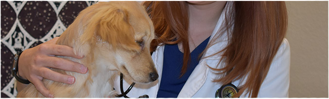 A puppy being treated at Bingle Vet Clinics