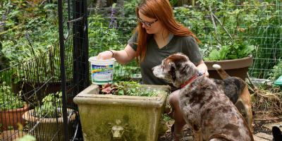 Gardening: Top 3 Toxicities In Dogs & Cats