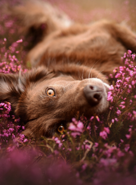 Dog in the Flowers