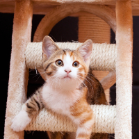 Cat on climber