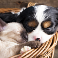 Cat and Puppy in a Basket
