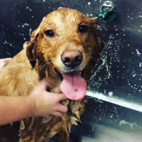 Dog getting a bath