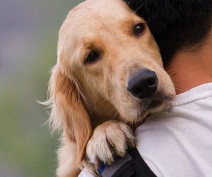 Understanding Pyometra in Dogs and Cats