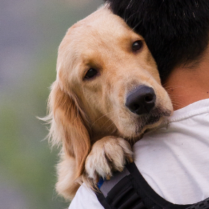 Understanding Pyometra in Dogs and Cats