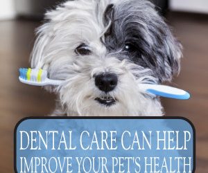 Pet Dental Care in Houston: Why Oral Health Matters for Pets