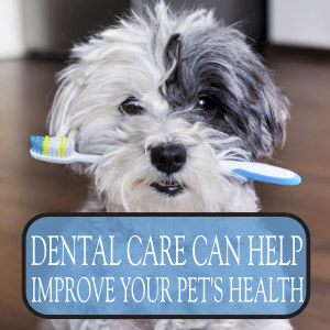 Pet Dental Care in Houston: Why Oral Health Matters for Pets