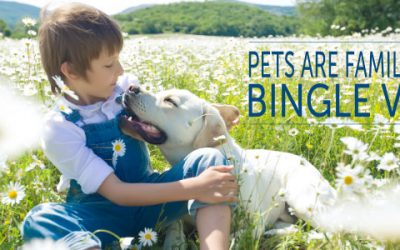 May is Allergy Awareness Month: Help Your Pet Find Relief at Bingle Vet