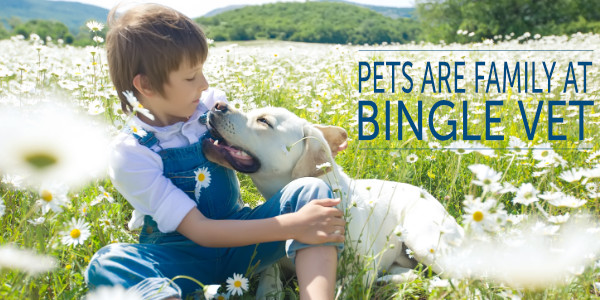 May is Allergy Awareness Month: Help Your Pet Find Relief at Bingle Vet