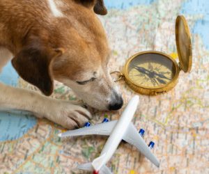 Your Pet’s Home Away From Home: Why Choosing Quality Boarding Is So Important
