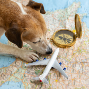 Your Pet’s Home Away From Home: Why Choosing Quality Boarding Is So Important