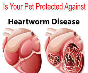 Understanding Heartworm Disease and the Importance of Testing