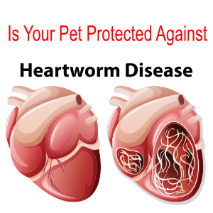 Understanding Heartworm Disease and the Importance of Testing