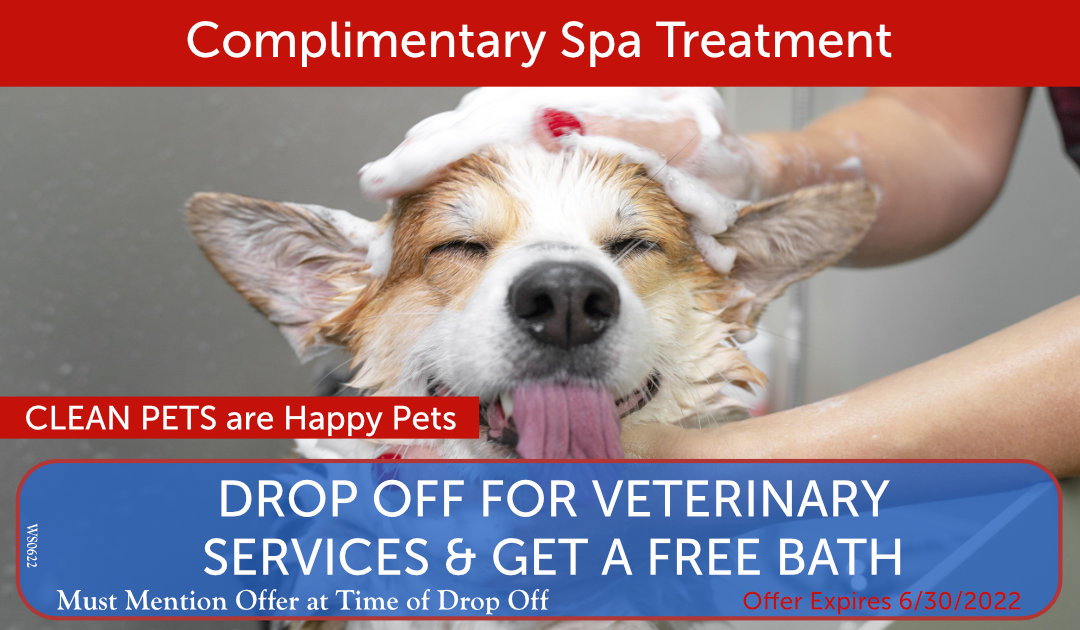 Monthly Special - Pet Dental Month