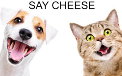 Understanding the 2 Main Types of Dental Cleanings for Dogs & Cats