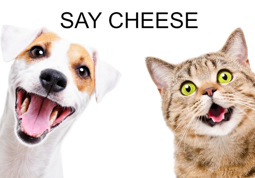 Understanding the 2 Main Types of Dental Cleanings for Dogs & Cats