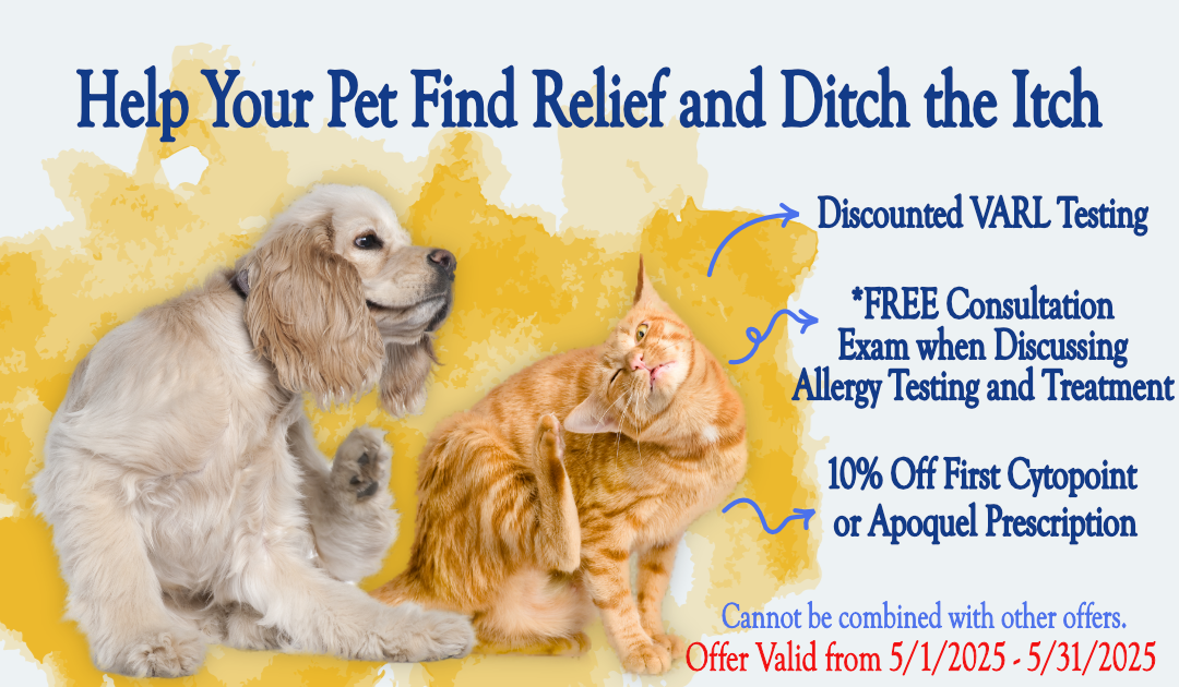 Allergy Awareness Month Specials Allergy Testing at Bingle Vet
