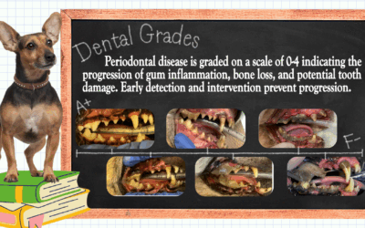 The Importance of Dental Cleanings for Dogs and Cats