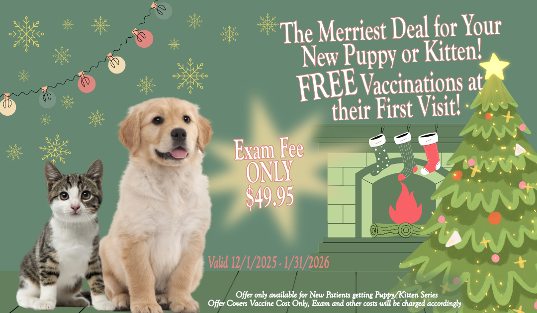 December Special Monthly Special