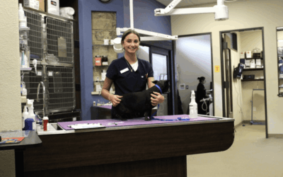 Affordable Pet Care in Houston: How Bingle Vet Is Helping Local Families Overcome Financial Barriers