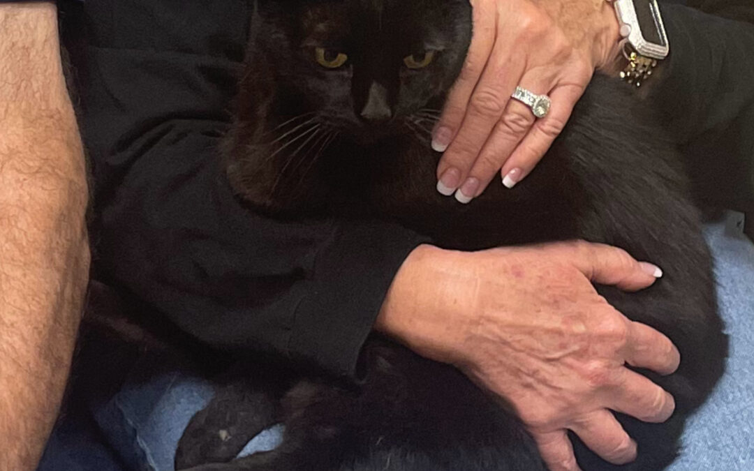 Lifesaving Power of Pet Microchipping