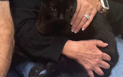 Lifesaving Power of Pet Microchipping